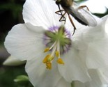 Sale 50 Seeds White Polemonium Caeruleum Jacob&#39;S Ladder Flower  USA - £7.89 GBP