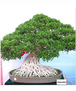 50 pcs/Bag,Araucaria Bonsai, Bonsai,Tree - $15.94 CAD