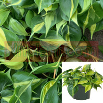 SEPTH Philodendron Brasil Plant 4&quot;&quot;  Pot stripe yellow Hederaceum vine  ... - $5.99