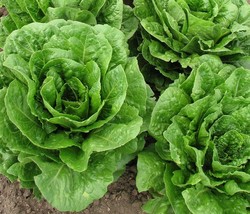 SML Pea Seed Early Alaska 100 Seeds Great Peas Bulk Seeds - $12.69