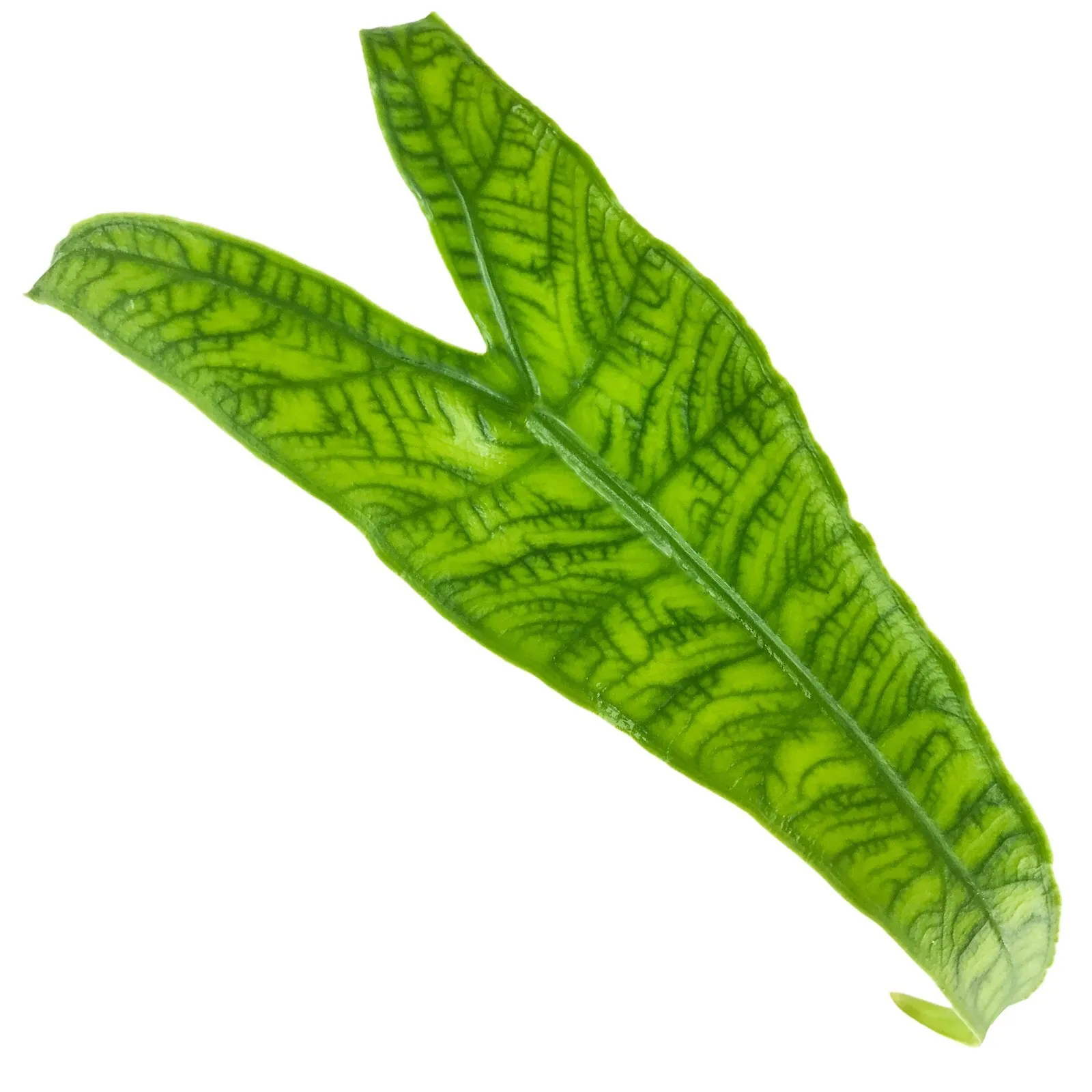 Live Plant Reticulata Elephant Ear Alocasia zebrina