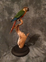Green cheek conure taxidermy bird art - £943.74 GBP