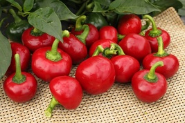 30 Seeds Large Cherry Hot Pepper Vegetable Plant Seeds Garden - £10.90 GBP