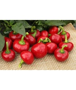 30 Seeds Large Cherry Hot Pepper Vegetable Plant Seeds Garden - $13.95