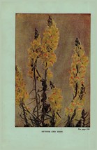 Vintage 1922 Print Butter and Eggs Moth Mullien 2 Side Flowers You Should Know - £13.27 GBP