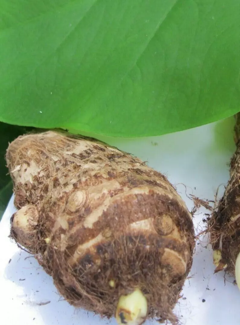 1 Taro Root Bulb Edible Tropical Elephant Ear Colocasia Live Plant Fresh... - $18.01