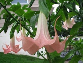 10 Frilly Pink Angel Trumpet Seeds Flowers Seed Brugmansia Datura  - £13.18 GBP