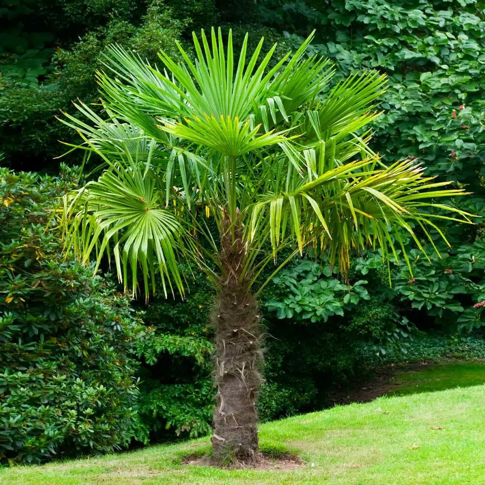 5 Windmill Palm Trees &amp; 10 Seeds 6-10&quot; Tall Live Plants Trachycarpus fortunei - £46.74 GBP