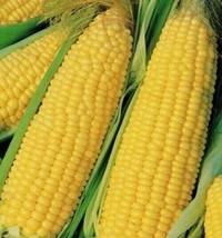 AD Truckers Favorite Yellow Corn 1 Oz Heirloom Non Gmo Grown In The Home... - $13.26