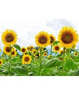 Giant Sunflower Heirloom Planting NON GMO 15 Seeds - £3.16 GBP