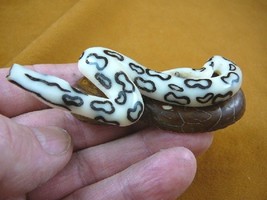 (TNE-SNAK-521A) white Python SNAKE TAGUA NUT Figurine carving I love snakes - £20.46 GBP