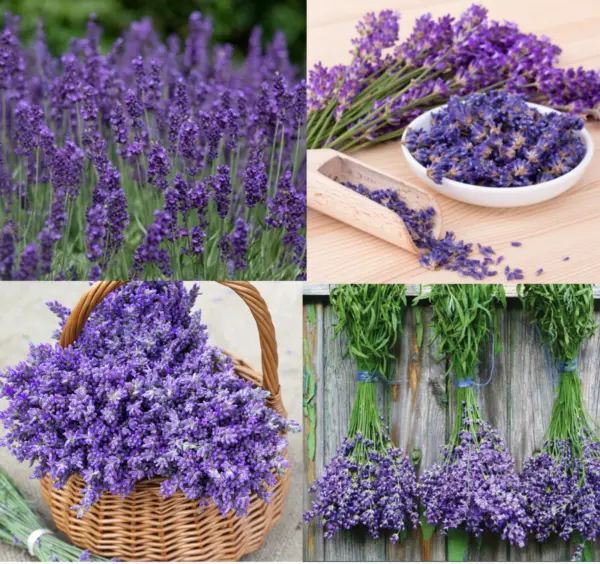 Fresh Lavender Mix Munstead Vera Perennial Dried Flowers 200 Seeds - £6.32 GBP