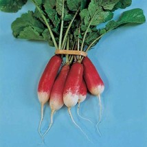 Radish French Breakfast Garden Seeds Vegetable Seeds Fast Ship Fresh Seeds USA S - £11.48 GBP