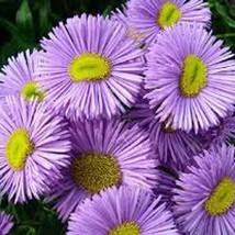 Erigeron Fleabane Daisy Azure Fairy Erigeron Speciosus 50 Seeds Fresh Seeds - £4.73 GBP