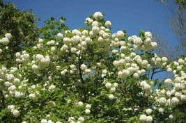 40 Chinese Snowball Seeds Viburnum Ichangense - $7.98