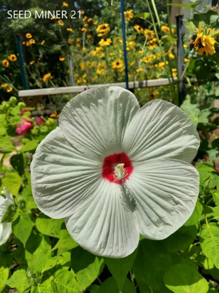 Hibiscus Giant White Luna Series 15 Seeds Organic Heirloom Open Pollinated Garde - £7.68 GBP