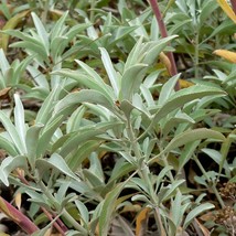 Certified Organic -  Non GMO - White Sage (50 Seeds) - $207.49 MXN