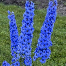 25 Bright Blue Delphinium Seeds Perennial Garden Flower Bright Seed Flowers USA  - $14.89