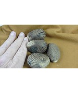 tn-15) 4 large natural Tagua Nut whole nuts for craft Carving Dried plai... - $23.36