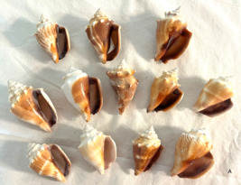 Lot 12 Fighting Conch Seashells Florida Nautical Seashells Beach Wedding... - £22.92 GBP