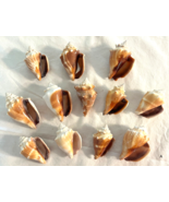 Lot 12 Fighting Conch Seashells Florida Nautical Seashells Beach Wedding... - £22.72 GBP