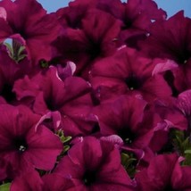30+ PETUNIA ALADDIN BURGANDY FLOWER SEEDS LONG LASTING ANNUAL - £7.85 GBP