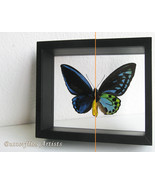 RARE Blue Birdwing Ornithoptera Urvillianus XL Butterfly Double Glass Di... - $4,922.58 MXN