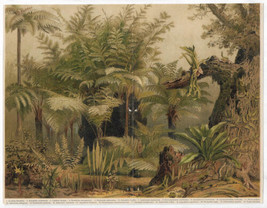 Antique Botanical Lithograph Farne I Fern Species Meyers Lexikon 1906 - £13.59 GBP