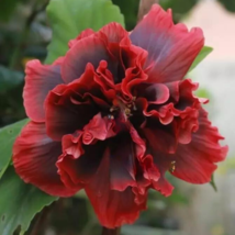 SR 50 Seeds Double Red Hibiscus Hardy Flower Garden Perennial USA Seller - £7.84 GBP