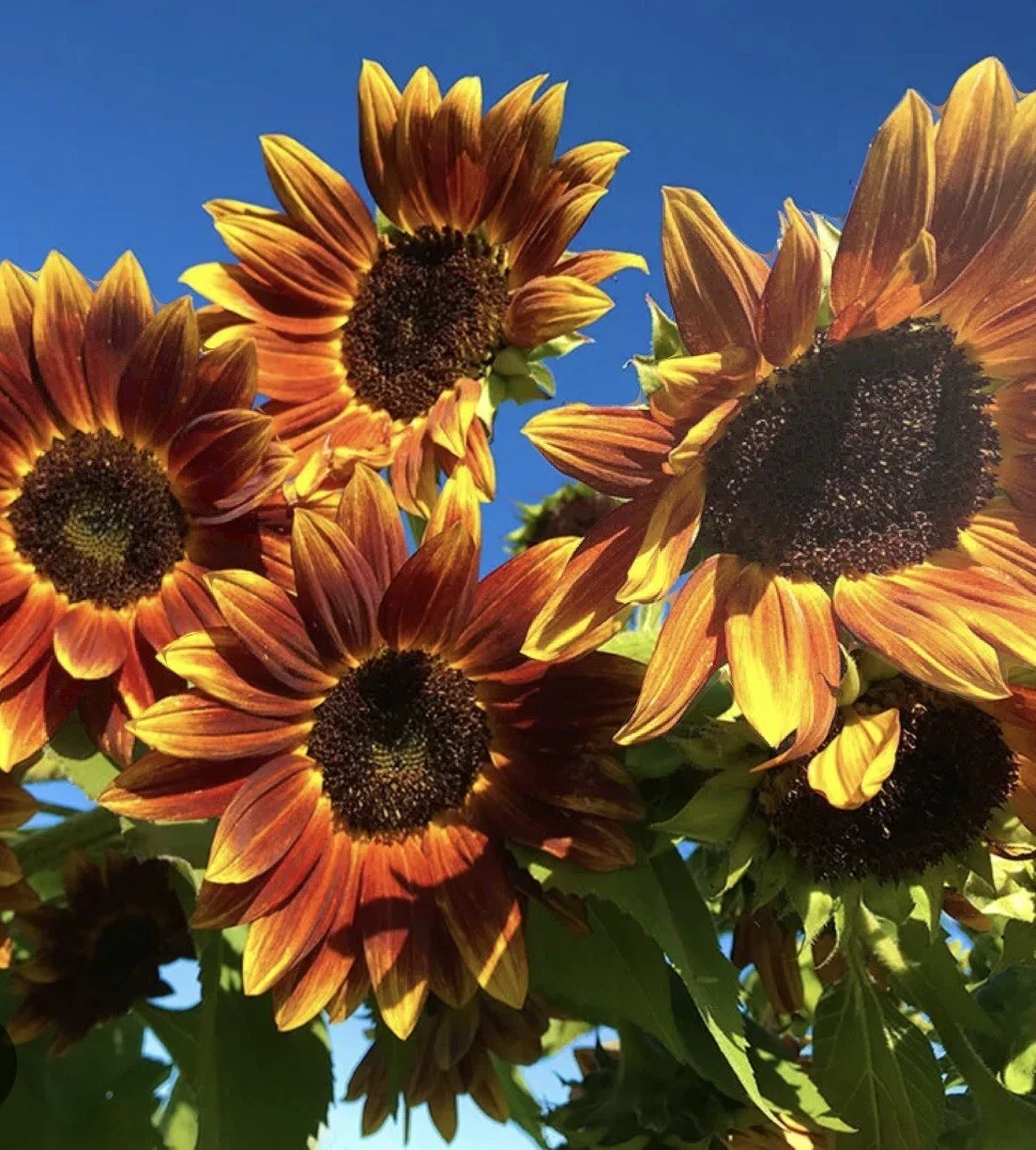 30 Earthwalker Sunflower Seeds Non-GMO Drought Tolerant - $2.40