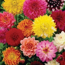 New Fresh 30 Giant Dahlia Showtime Mix seeds - $9.78