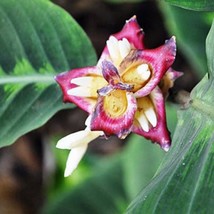 Costus Guanaiensis Spiral Ginger 5 Seeds Fresh Seeds - £15.54 GBP