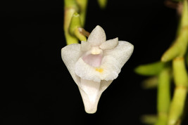 Dendrobium Uncatum Small Orchid Mounted - £31.16 GBP