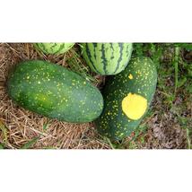 50+ Moon and Stars Watermelon Seeds | Heirloom Sweet Juicy Melons - $16.50
