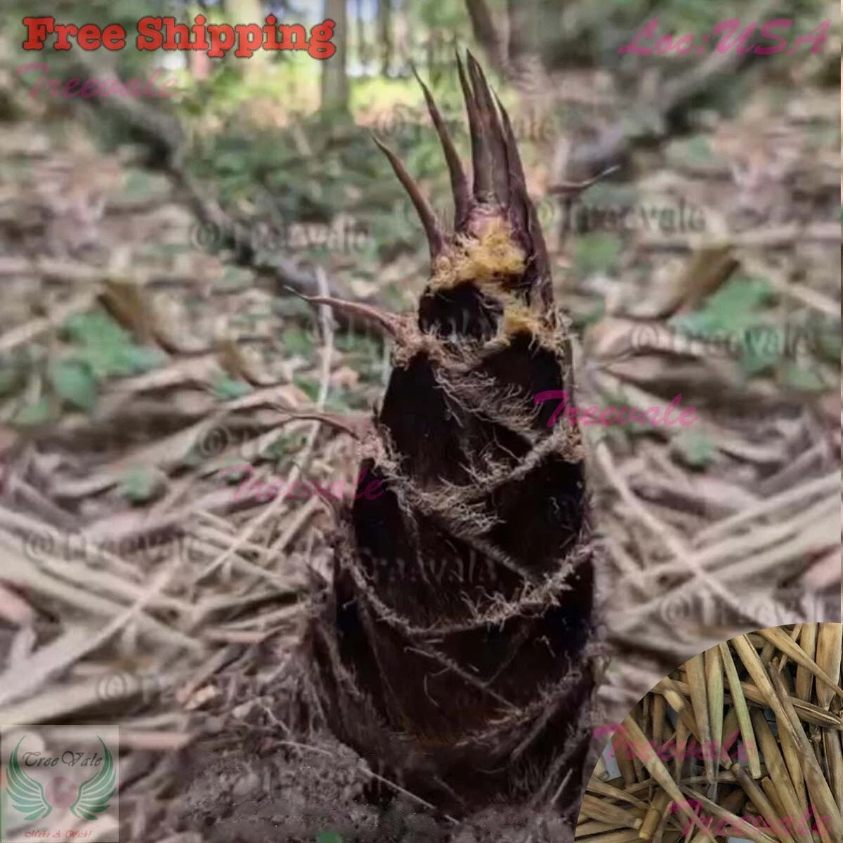 Giant Moso Bamboo Seeds | Evergreen, Edible Shoots | Non-GMO - $5.51