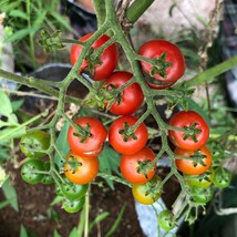 US Seller Currant Tomato Seeds Tiny Tomato Variety - £11.47 GBP