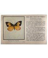 The Dog Face Butterfly 1934 Butterflies Of America Antique Insect Art PC... - €17,22 EUR