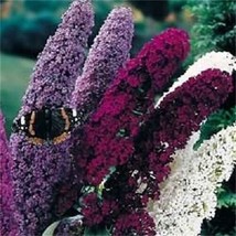 TH  25 Seeds Buddleia Butterfly Bush Flower Seeds Mix/Scented Perennial - £11.63 GBP