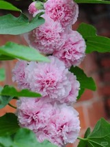 25 Dbl Hollyhock Seeds Pink Perennial Flower Seed Flowers Seller - £6.38 GBP