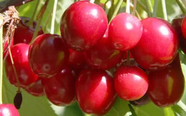 10 Sylvia Cherry Seeds Planting USA Gardening - $7.96