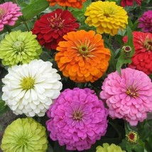 100+ Super Yoga Mix Zinnia Seeds | Colorful Heirloom Garden Flowers - $16.50