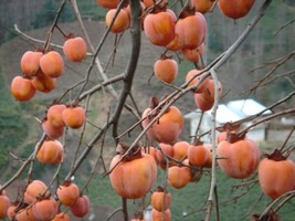 Diospyros Kaki Persimmon Tree Fresh Seeds - £14.80 GBP