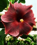  Madagascar Hibiscus Moscheutos Hibiscus Starter Seeds Rose Of Sharon Hs... - $7.26