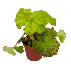 Very Rare Dr. Block Begonia Plant - 3.75&quot; Pot- Terrarium/Fairy Garden/HousePlant - £32.12 GBP