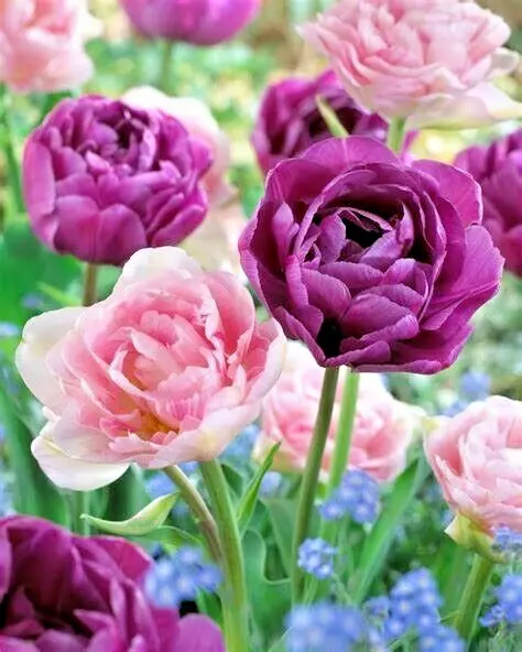 Tulip Double Peony Pink ANGELIQUE &amp; Blue DIAMOND Mix 6 Live Flower Plant... - $27.00