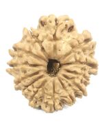 13 Mukhi Rudraksha - 22.38 mm - Nepal - IGL Certified - €107,17 EUR