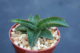 Sansevieria paten, exotic rare succulent outdoor indoor collector snake plant 4&quot; - $24.99