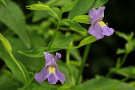 400 MONKEY FLOWER Seeds Native Perennial Shade Garden - £5.73 GBP