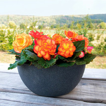 Simple Pack 15 seed  Begonia Tuberous Non Stop Fire F1 - £6.88 GBP