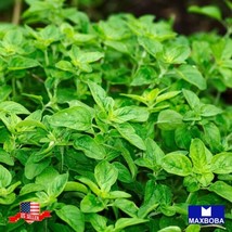 Oregano Sproutings 9000 Seeds Common Italian Heirloom Non-Gmo Garden Usa Shippin - £9.44 GBP